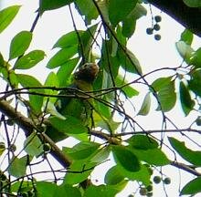 Brown-hooded Parrot